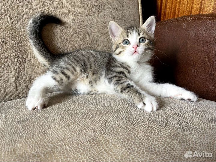 Котёнок мальчик