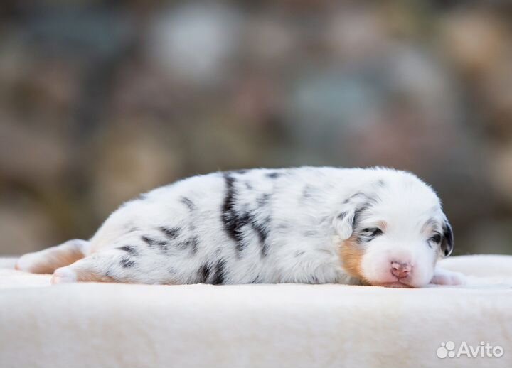 Австралийская овчарка (аусси щенки)