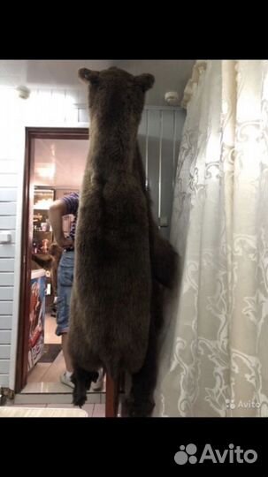 Чучело, голова кабана