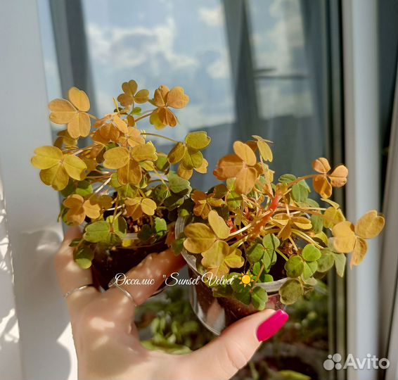 Оксалис Sunset Velvet