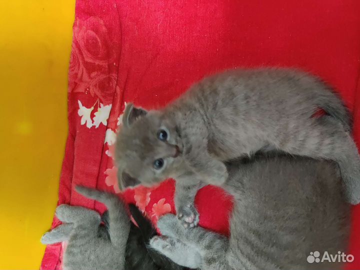 Шотландские котята