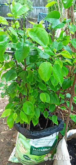 Груша саженцы