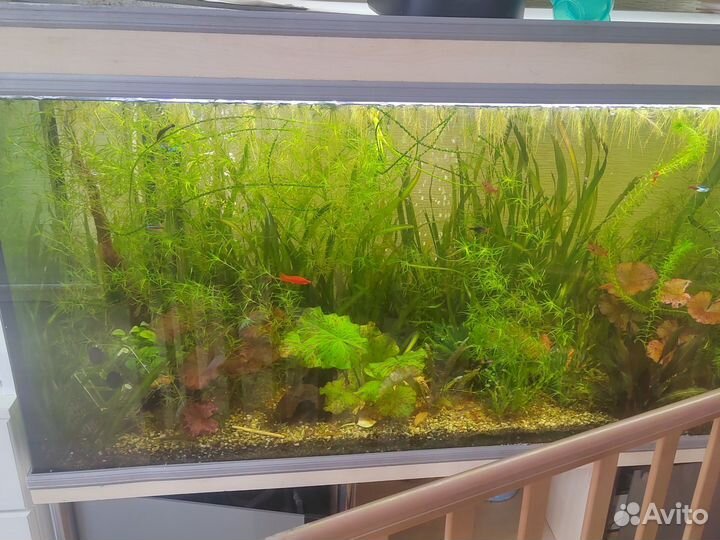 Аквариумные растения