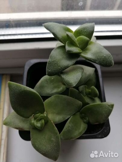 Сукуленты, каменная роза, эониум, алоэ