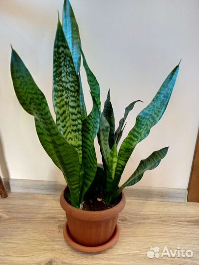 Сансевьерия