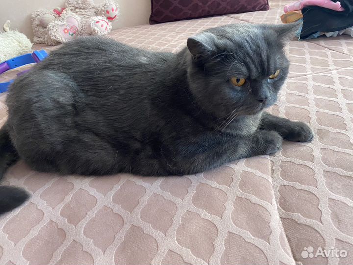Британская кошка