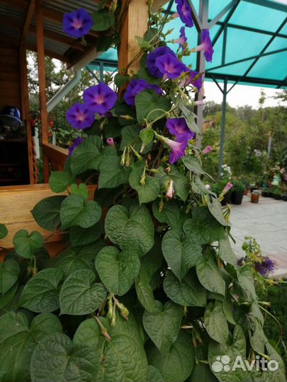 Ипомея семена