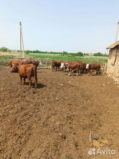 Тёлки мясом