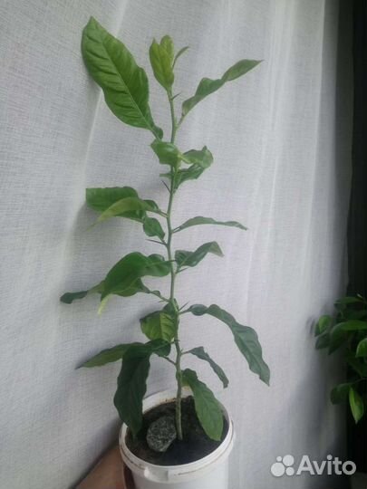 Апельсиновое дерево