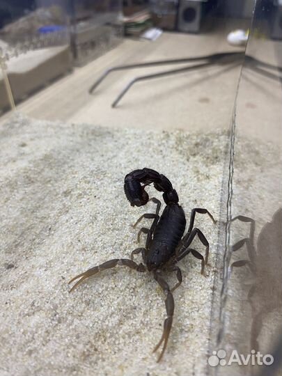 Паук птицеед