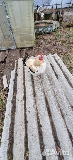 Молодые петухи