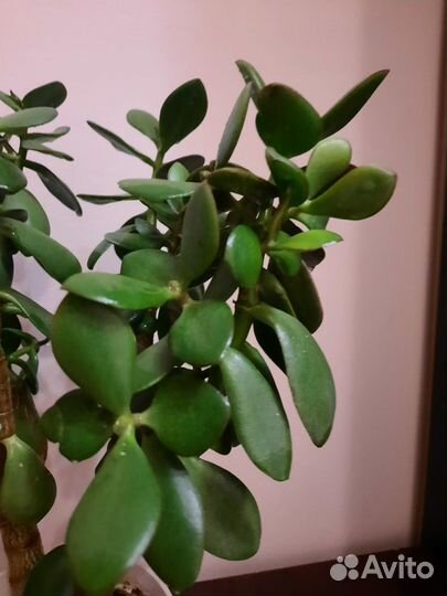 Денежное дерево толстянка