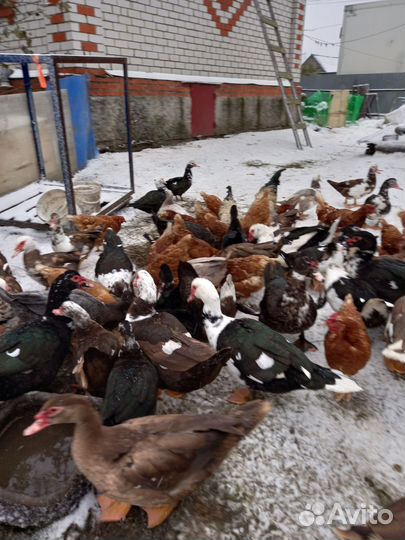 Мускусные утки