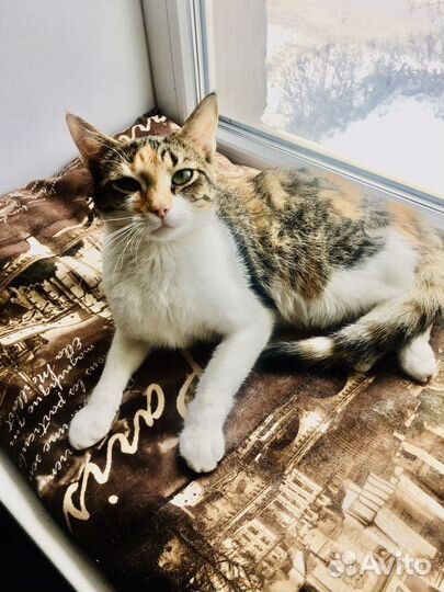 Милашка Кнопа