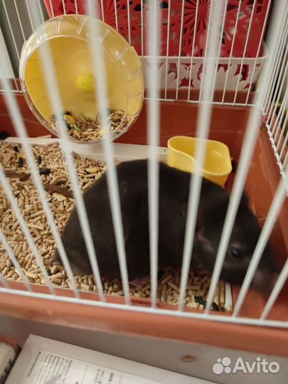 Сирийский хомяк мальчик