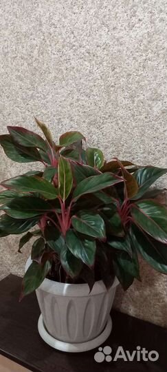 Аглаонема крит