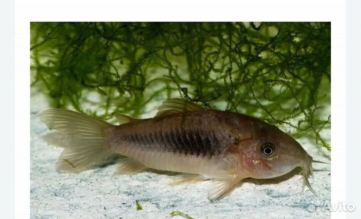 Коридорас, золотой сомик