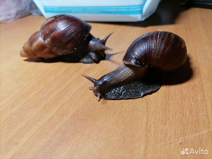 Присмотр за домашними животными