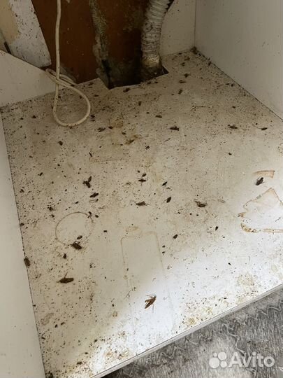 Клопы, тараканы, обработка бытовок