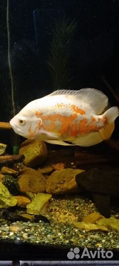 Рыба разная