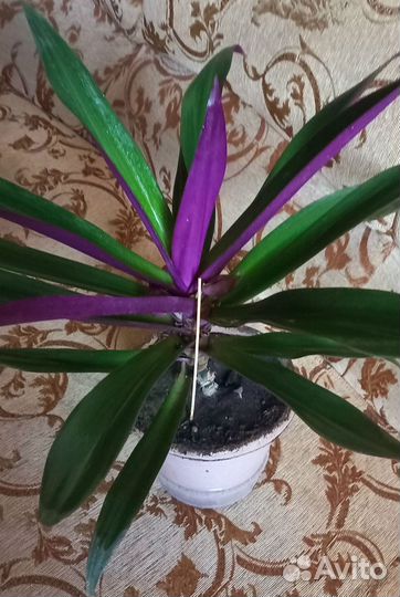 Интерьерное растение большое