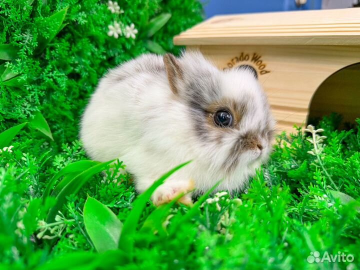 Мини карликовый кролик