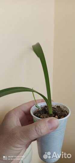 Комнатные растения цветы