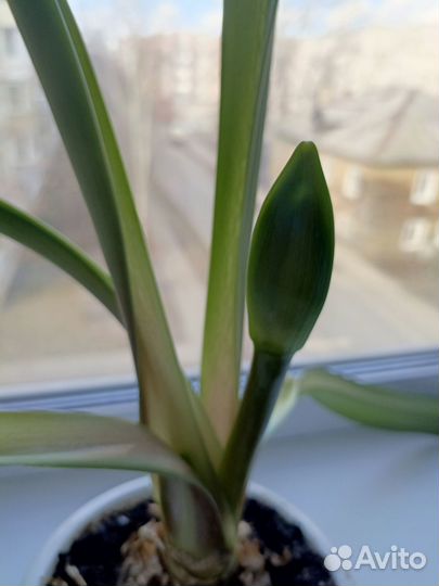 Цветок комнатный Амариллис