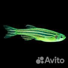 Аквариумные рыбы