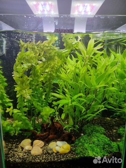 Растения для аквариума