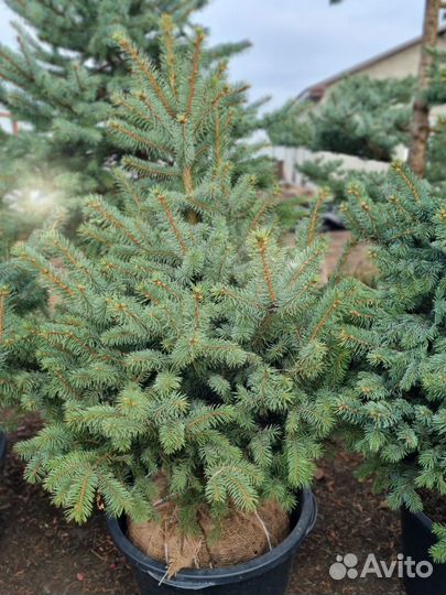 Ель пышная формированная в горшке Глаука саженцы