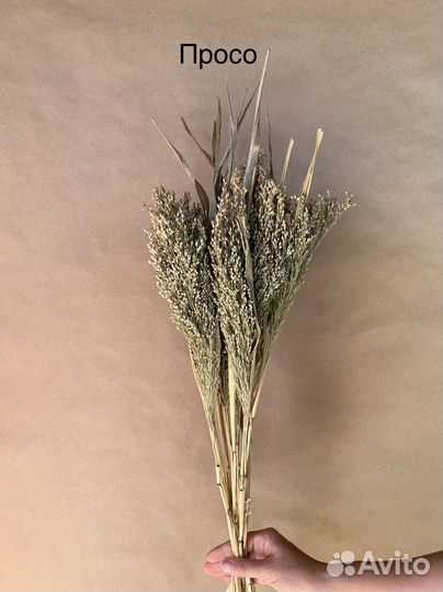 Просо Пшеница Сетария Сорго Ячмень сухоцвет