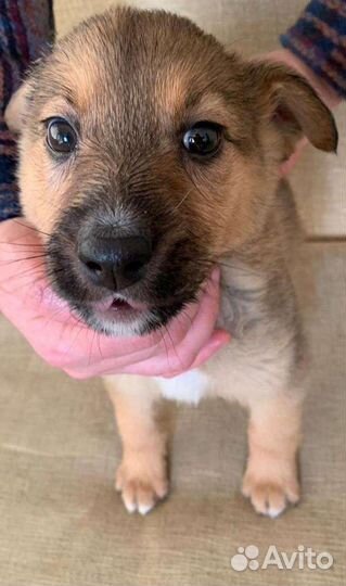 Отдам в добрые руки