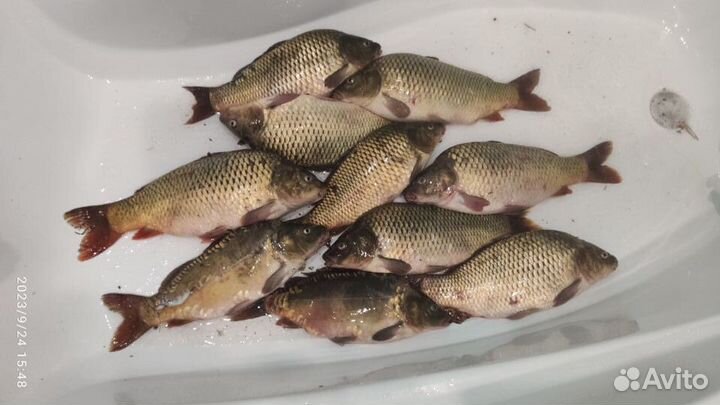 Карп свежий, почищенный