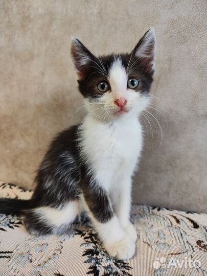 Котёнок Барбос