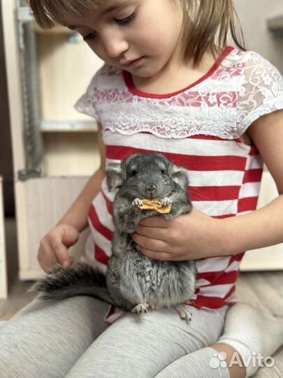 Ручные Шиншиллы разных окрасов