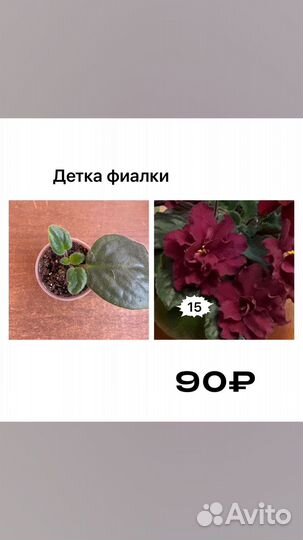 Детки фиалок