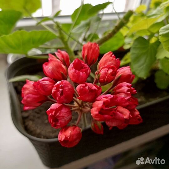 Пеларгония герань