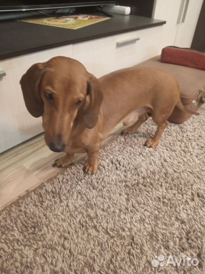 Такса вязка