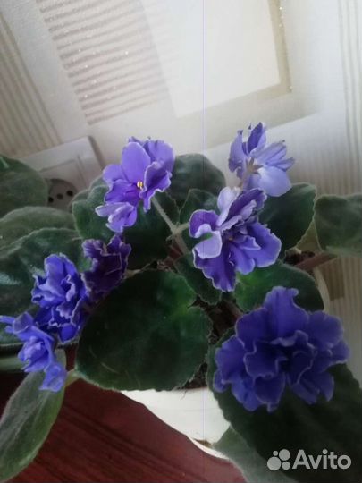 Фиалки в ассортименте