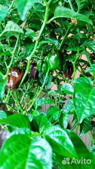 Острый Перец хабанеро шоколад (Chocolate habanero)