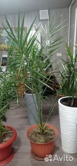 Финиковая пальма