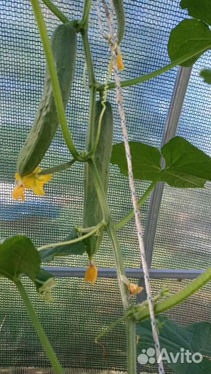 Рассада томаты, огурцы, баклажан, базилика