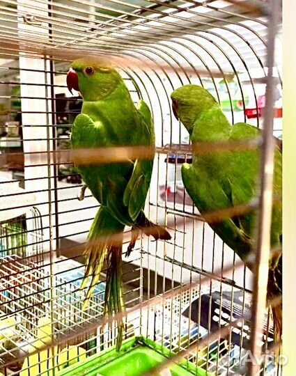 Ожереловый попугай, волнистые птенцы