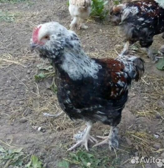 Петух брама колумбийская