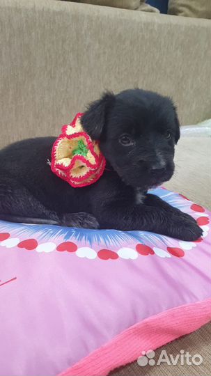 Щеночек в добрые руки бесплатно