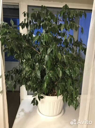Фикус Бенджамина