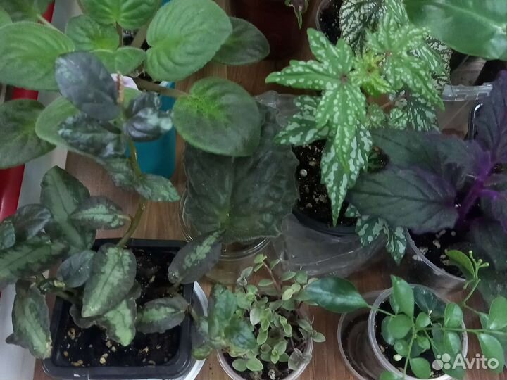 Комнатные растения