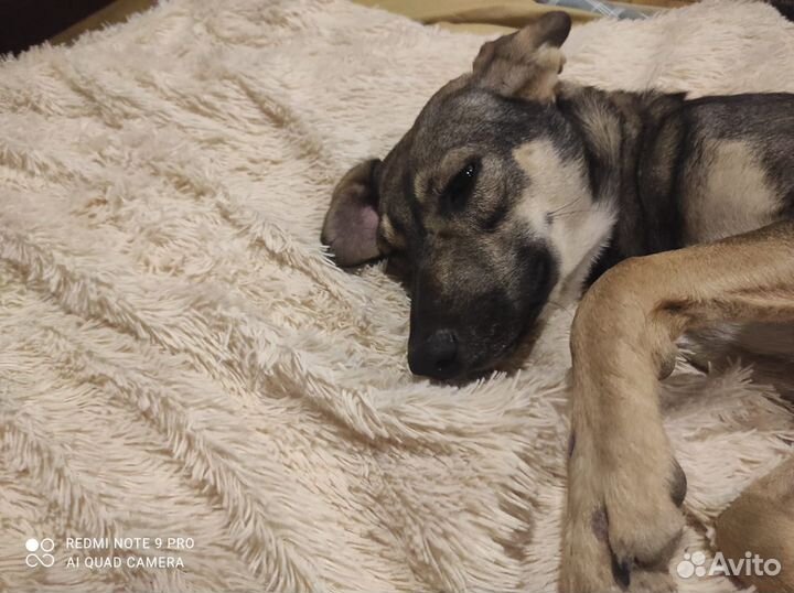 Собака в дар в добрые руки