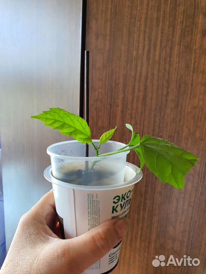 Комнатные растения цветы Гибискус